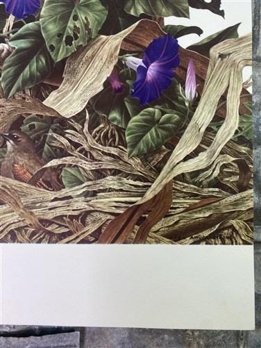 Art & Collectibles > Prints - Axel Amuchastegui, Bay Winged Cowbird, 20.75x14 South American Bird Art Print B by The Old G...