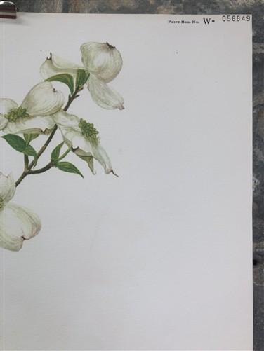 Maryrose Wampler, Dogwood & Violets, Signed Print, 28x22, Wall Art, Plate 5