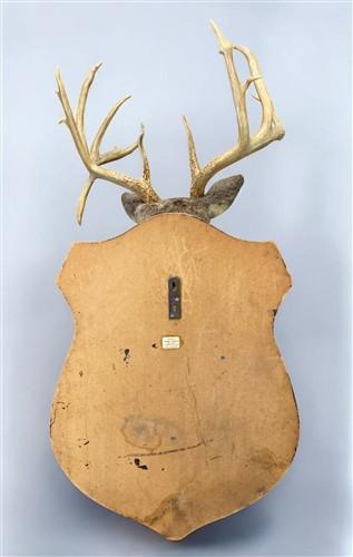 Whitetail Deer Mount - 13 Point Drop Tine Antler, Whitetail Deer, Buck Shoulder Mount, Wall Taxidermy by The Old Grainery...