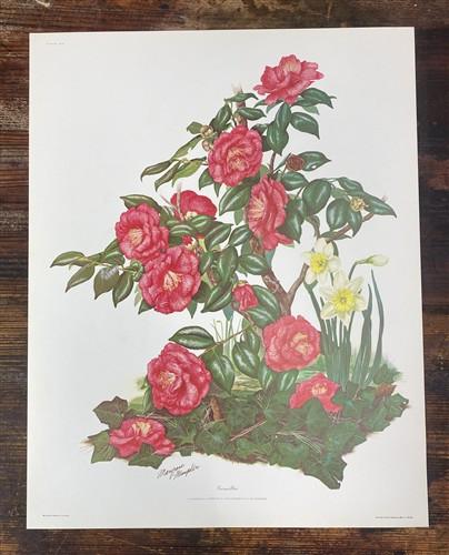 Art & Collectibles > Prints > Lithographs - 4 Maryrose Wampler Signed Prints, 11x14, Daisy Mum, Goldenrod, Camellia, Lilie...