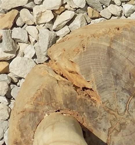 Handmade Rustic Log Stool, 3 Leg Wood Side Table Plant Stand A