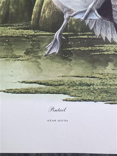 Art & Collectibles > Prints > Lithographs - Richard Sloan, Pintail, Signed Print, 28x22, Wade Collection, Plate 32 by The...
