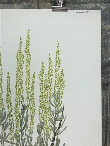Maryrose Wampler, Paintbrush & Sagebrush, Signed Print, 28x22 Wall Art, Plate 25