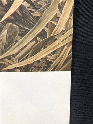 Art & Collectibles > Prints - Axel Amuchastegui, Rosy Billed Ducks, 20.75x14 South American Bird Art Print J by The Old Gr...
