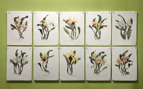 10 Andrey Avinoff Pinx Orchid Art Prints, 23x17 Floral Lithograph
