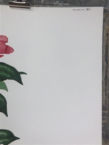 Maryrose Wampler, Camellia, Signed Print, 28x22 Wall Art, Plate 19