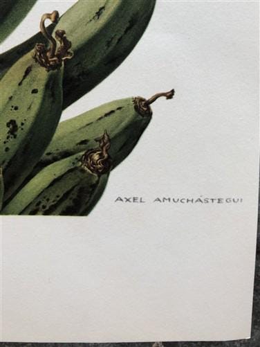 Art & Collectibles > Prints - Axel Amuchastegui, Squirrels, 20.75x14 South American Wildlife Art Print N by The Old Graine...