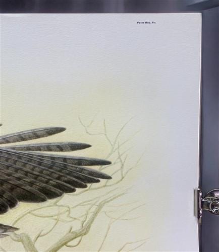 Art & Collectibles > Prints > Lithographs - Richard Sloan, Red Tailed Hawk, Signed Print, 28x22, Wade Collection, Plate 23...