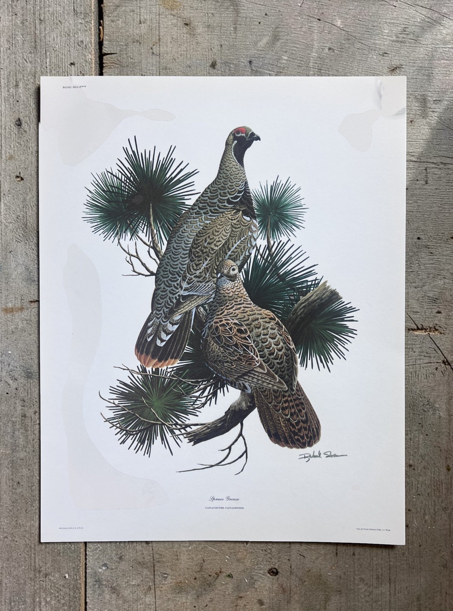 Art & Collectibles > Prints > Lithographs - 5 Richard Sloan Bird Prints (11x14) Woodland Wildlife Art Grouse Turkey Bobwhi...