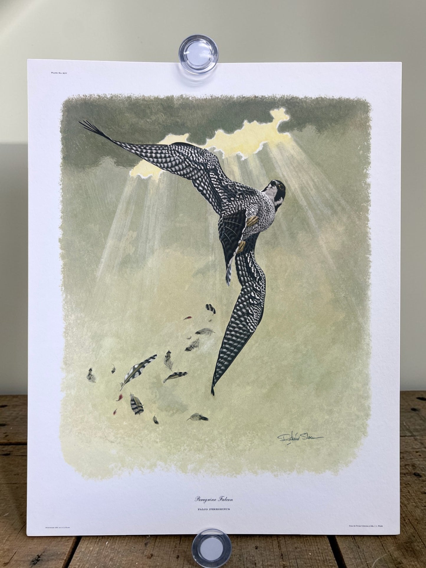Art & Collectibles > Prints > Lithographs - 4 Richard Sloan Bird Prints (11x14) Bird of Prey Wildlife Art, Eagle Hawk Falc...