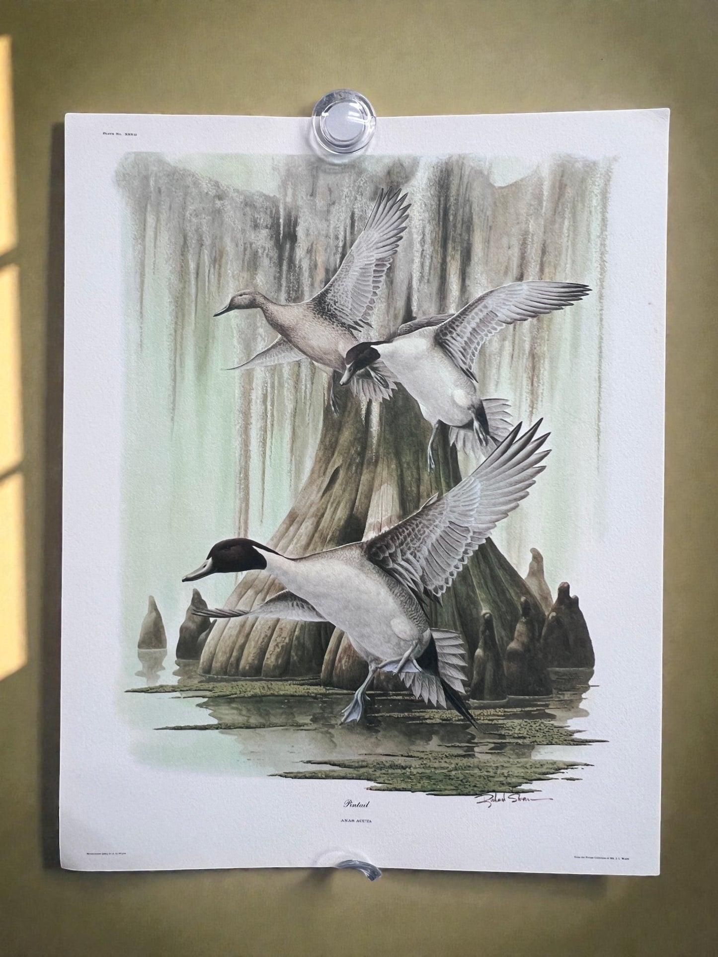 Art & Collectibles > Prints > Lithographs - 7 Richard Sloan Bird Prints (11x14) Waterfowl Wildlife Art, Duck, Goose, Loon...
