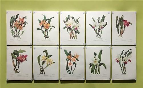 10 Andrey Avinoff Pinx Orchid Art Prints, 23x17 Floral Lithograph 10 Andrey Avinoff Pinx Orchid Art Prints, 23x17 Floral Lithograph