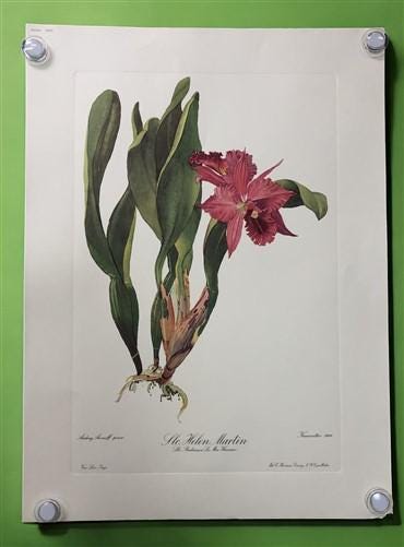 10 Andrey Avinoff Pinx Orchid Art Prints, 23x17 Floral Lithograph