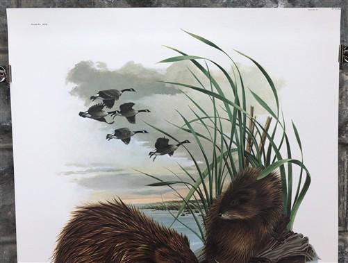 Art & Collectibles > Prints > Lithographs - Richard Timm, Muskrat, Signed Print, 28x22 Wade Collection, Plate 17 by The Ol...