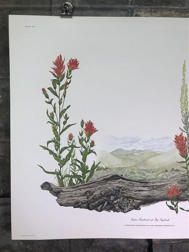 Maryrose Wampler, Paintbrush & Sagebrush, Signed Print, 28x22 Wall Art, Plate 25