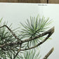 Art & Collectibles > Prints > Lithographs - Richard Timm, Bobcat, Signed Print, 28x22 Wade Collection, Plate 8 by The Old...