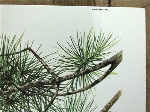 Art & Collectibles > Prints > Lithographs - Richard Timm, Bobcat, Signed Print, 28x22 Wade Collection, Plate 8 by The Old...