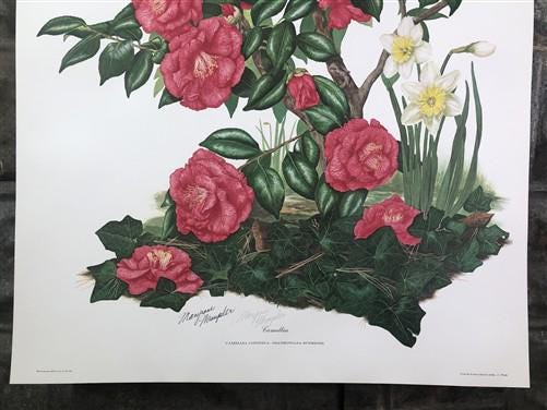 Maryrose Wampler, Camellia, Signed Print, 28x22 Wall Art, Plate 19