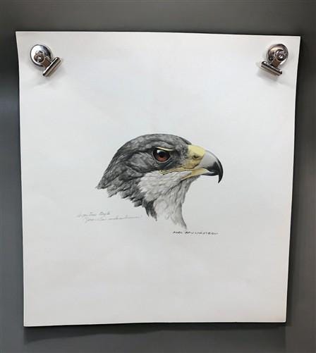 Art & Collectibles > Prints - Axel Amuchastegui, Argentine Eagle, Wildlife Art Print, Americana Art Print by The Old Grainery