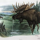 Art & Collectibles > Prints > Lithographs - Richard Timm, Alaska Moose, Signed Print, 28x22 Wade Collection, Plate 18 by T...
