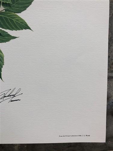 Art & Collectibles > Prints > Lithographs - Richard Timm, Woodchuck, Signed Print, 28x22 Wade Collection, Plate 28 by The...