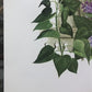 Art & Collectibles > Prints > Lithographs - Maryrose Wampler, Lilac Apple Blossom, Signed Print, 28x22, Wall Art, Plate 6...