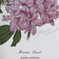 Maryrose Wampler, Rhododendron & Laurel, Signed Print, 28x22 Wall Art, Plate 29
