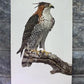 Art & Collectibles > Prints - Axel Amuchastegui, Ornate Hawk Eagle, 20.75x14 South American Bird Art Print D by The Old Gr...