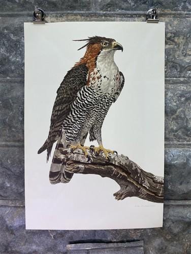Art & Collectibles > Prints - Axel Amuchastegui, Ornate Hawk Eagle, 20.75x14 South American Bird Art Print D by The Old Gr...