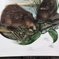 Art & Collectibles > Prints > Lithographs - Richard Timm, Muskrat, Signed Print, 28x22 Wade Collection, Plate 17 by The Ol...