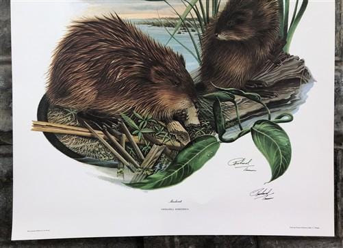 Art & Collectibles > Prints > Lithographs - Richard Timm, Muskrat, Signed Print, 28x22 Wade Collection, Plate 17 by The Ol...