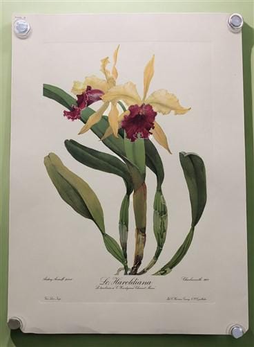 10 Andrey Avinoff Pinx Orchid Art Prints, 23x17 Floral Lithograph