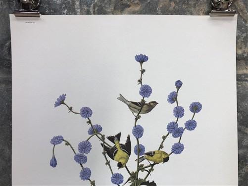 Art & Collectibles > Prints > Lithographs - Richard Sloan, Goldfinch, Signed Print, 11x14, Essay, Sketches, Plate 15 by Th...
