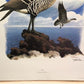 Art & Collectibles > Prints > Lithographs - Richard Sloan, Nene, Signed Print, 28x22, Wade Collection, Plate 41 by The Old...