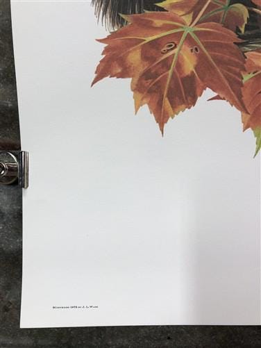 Art & Collectibles > Prints > Lithographs - Richard Timm, Gray Fox, Signed Print, 28x22 Wade Collection, Plate 19 by The O...