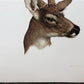 Art & Collectibles > Prints - Axel Amuchastegui, White Tailed Deer, 20.75x14 South American Art Print L by The Old Grainer...