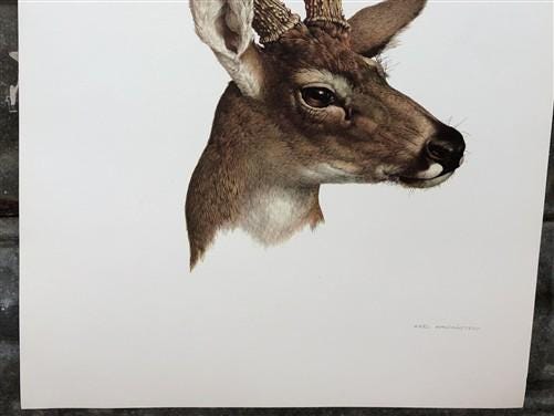 Art & Collectibles > Prints - Axel Amuchastegui, White Tailed Deer, 20.75x14 South American Art Print L by The Old Grainer...