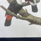 Art & Collectibles > Prints - Axel Amuchastegui, Toco Toucan, 20.75x14 South American Bird Art Print I by The Old Grainery...