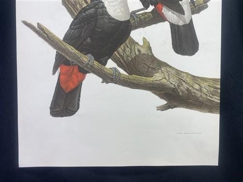 Art & Collectibles > Prints - Axel Amuchastegui, Toco Toucan, 20.75x14 South American Bird Art Print I by The Old Grainery...