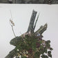 Art & Collectibles > Prints > Lithographs - Maryrose Wampler, Hepatica, Signed Print, 28x22 Wall Art, Plate 15 by The Old...