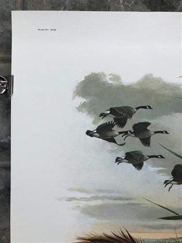 Art & Collectibles > Prints > Lithographs - Richard Timm, Muskrat, Signed Print, 28x22 Wade Collection, Plate 17 by The Ol...