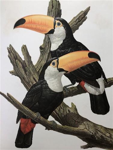Art & Collectibles > Prints - Axel Amuchastegui, Toco Toucan, 20.75x14 South American Bird Art Print I by The Old Grainery...