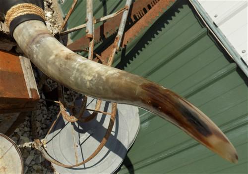 Home & Living > Home Decor > Wall Decor > Wall Hangings - 4'11" Longhorn Mounted Cattle Horns Steer Bull Western Texas Ran...