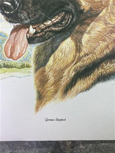 Art & Collectibles > Prints > Lithographs - Ernest Hart, German Shepherd, Signed Dog Print, 16x20, Wade Collection, A by T...