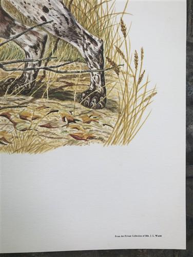 Ernest Hart, German Pointers, Signed Dog Print, 28x22, Wade Collection, Plate 3