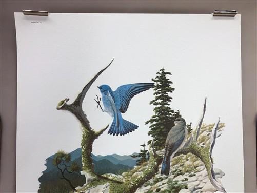 Richard Sloan, Mountain Bluebird, Signed Print, 11x14, Essay, Sketches, Plate 10