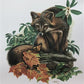 Art & Collectibles > Prints > Lithographs - Richard Timm, Gray Fox, Signed Print, 28x22 Wade Collection, Plate 19 by The O...