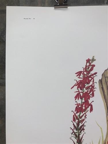 Art & Collectibles > Prints > Lithographs - Maryrose Wampler, Cardinal Flower Sunflower Signed Print 28x22 Wall Art Plate...