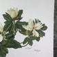 Art & Collectibles > Prints > Lithographs - Maryrose Wampler, Magnolia, Signed Print, 28x22 Wall Art, Plate 12 by The Old...