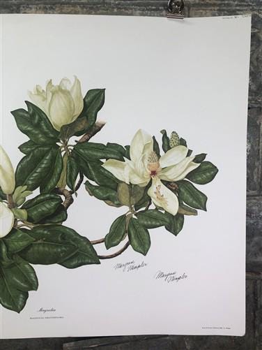 Art & Collectibles > Prints > Lithographs - Maryrose Wampler, Magnolia, Signed Print, 28x22 Wall Art, Plate 12 by The Old...